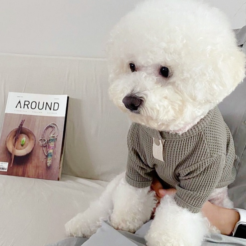 Chemise d'été pour animaux de  - Summer Dog Clothing avis et prix